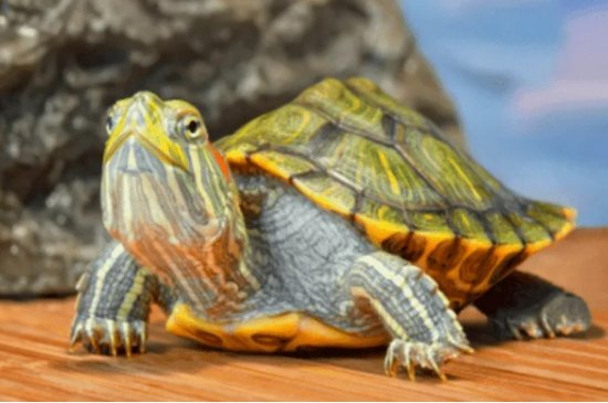 乌龟几月份冬眠结束