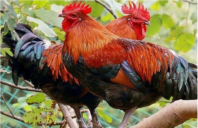 灰不嗽唧是什么生肖