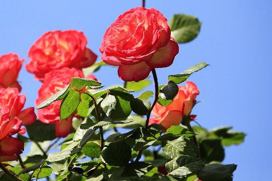 送老师花的禁忌