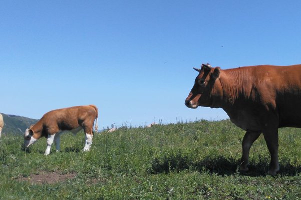 黑牛白角比喻什么生肖