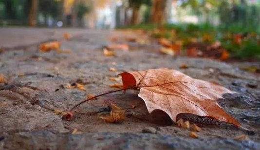 有一句话叫天凉好个秋，是什么意思？