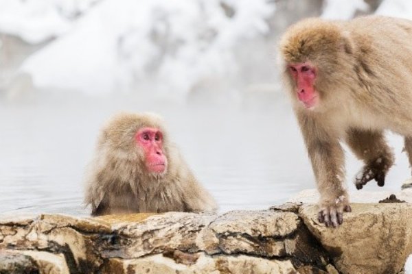 再三再四打一生肖动物