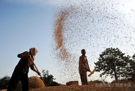 一般金婚是纪念结婚：
