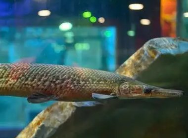 宁夏银川再现鳄雀鳝踪迹，为何会有这么多的鳄雀鳝出现？