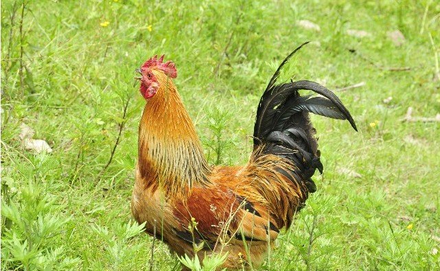 灰不嗽唧是什么生肖