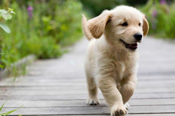 小狗学叫的二种结局续写