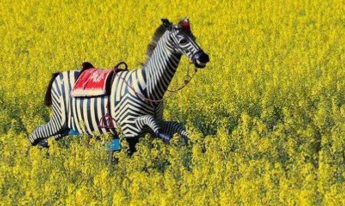 满地黄金春风拂什么意思