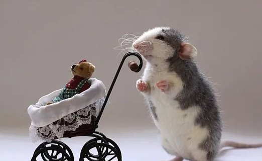 节俭力行是什么生肖?