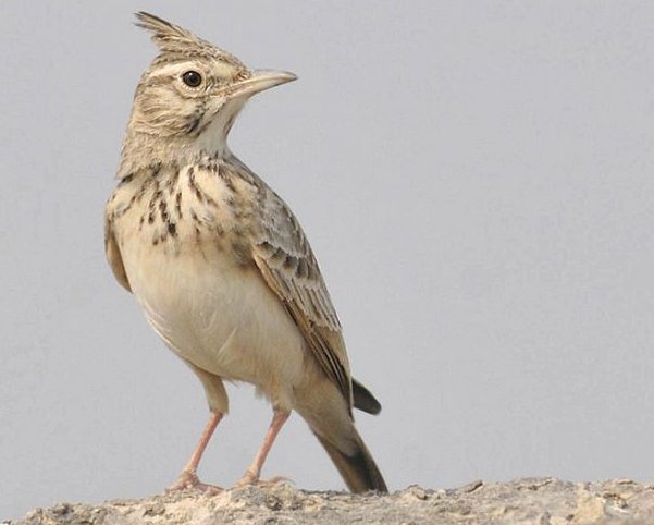 百灵鸟的特点和外貌五十字即