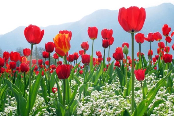 郁金香适合送女朋友吗