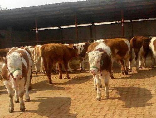 印度微型牛濒临灭绝，这是什么原因导致的？