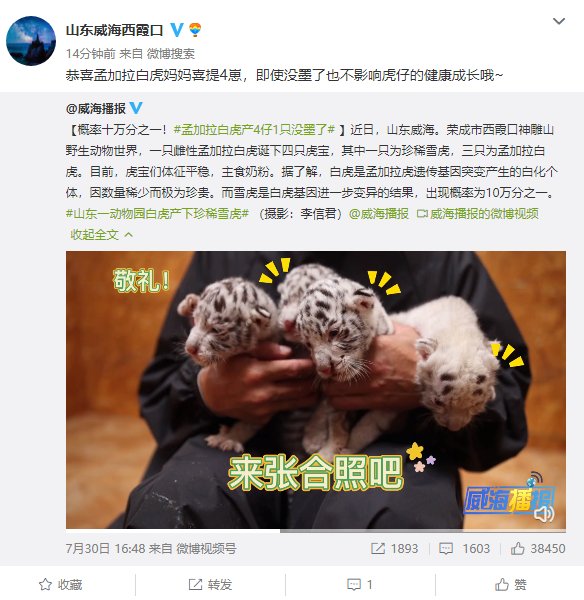 概率十万分之一！孟加拉白虎产4仔1只没墨了，白虎是如何形成的？