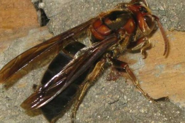 哪些蜜蜂最毒？