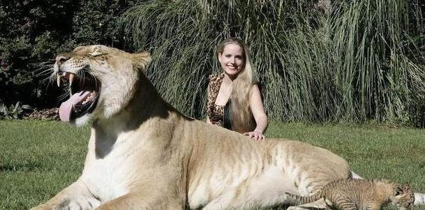 除了狮虎兽,人类还用大型猛兽配出过什么杂交生物?