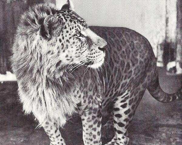 除了狮虎兽,人类还用大型猛兽配出过什么杂交生物?