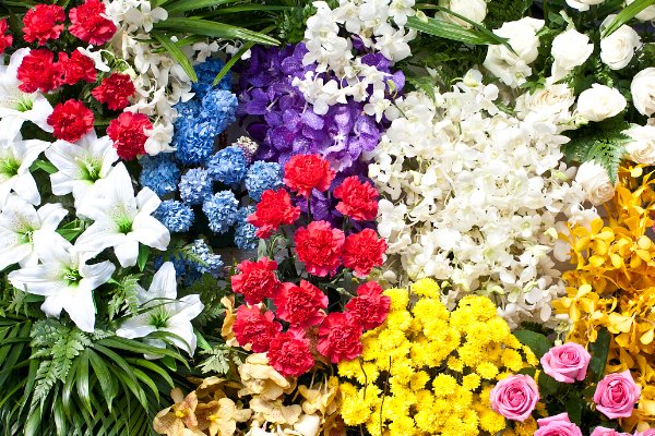 鲜花开放的优美语句