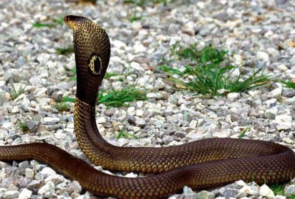 黎民百姓指什么肖