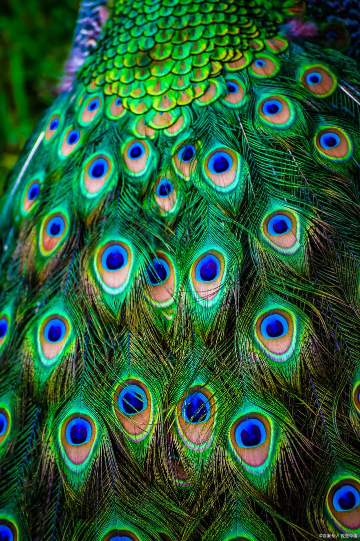 比大熊猫还珍稀的绿孔雀有多美？这种绿孔雀为何这么珍贵？