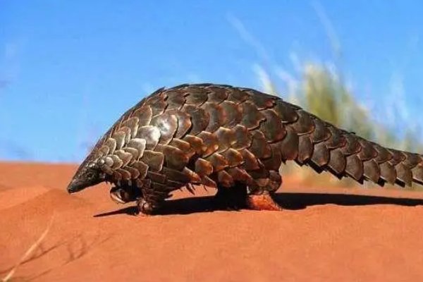 穿山甲会用哪种妙招铺食蚂蚁