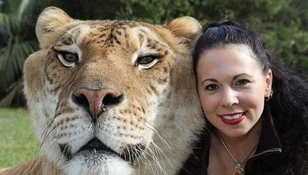 除了狮虎兽,人类还用大型猛兽配出过什么杂交生物?