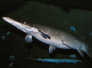 河南如此大费周章抓一条鱼值得吗？这种鱼会对本土物种造成什么威胁？