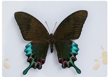 蝶拼音组词部首