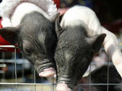 为什么正月初一到初九分别为鸡鸭狗猪羊人马