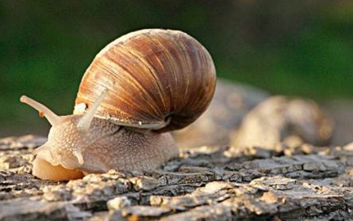 蜗牛如果壳破了会死吗？蜗牛的壳有什么作用呢？