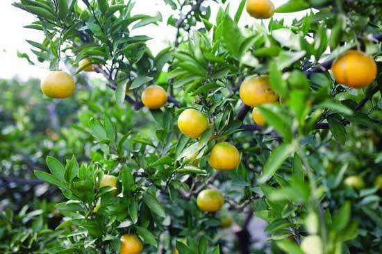 古诗赠刘景文表达了作者什么样的感情