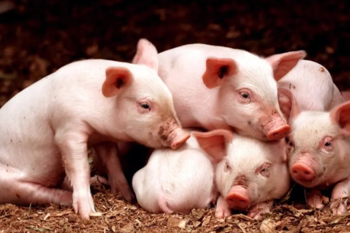 刀枪不入的动物打—生肖