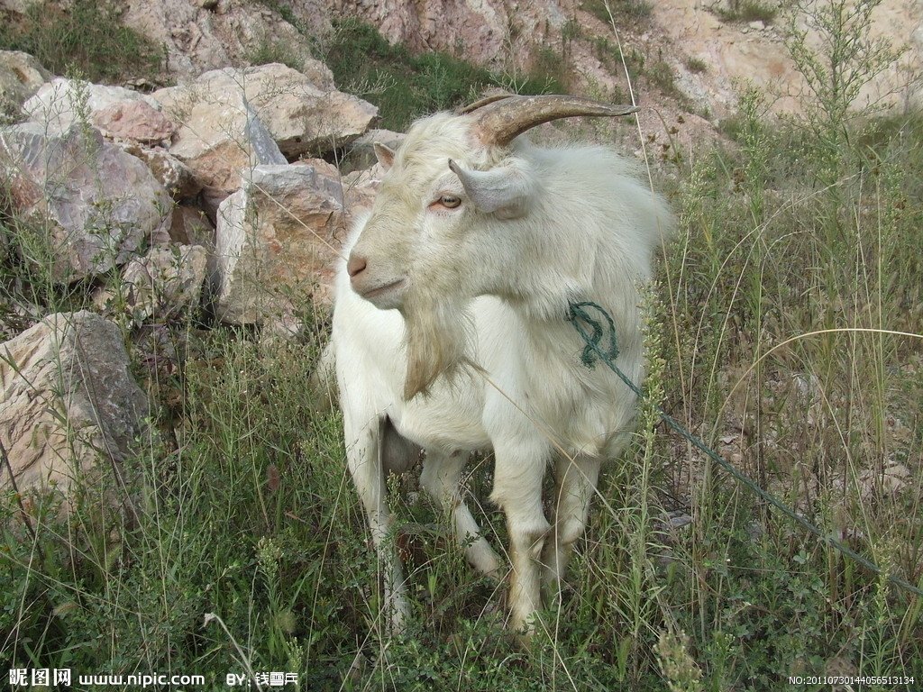 鸡皮鹤发 【解释】:皮肤起皱，头发变白。形容衰老。形容老年人皮肤皱、头发白。猜一生肖