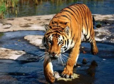 越南村民圈养17只老虎，获救后8只死亡，私下圈养老虎是否涉嫌违法？