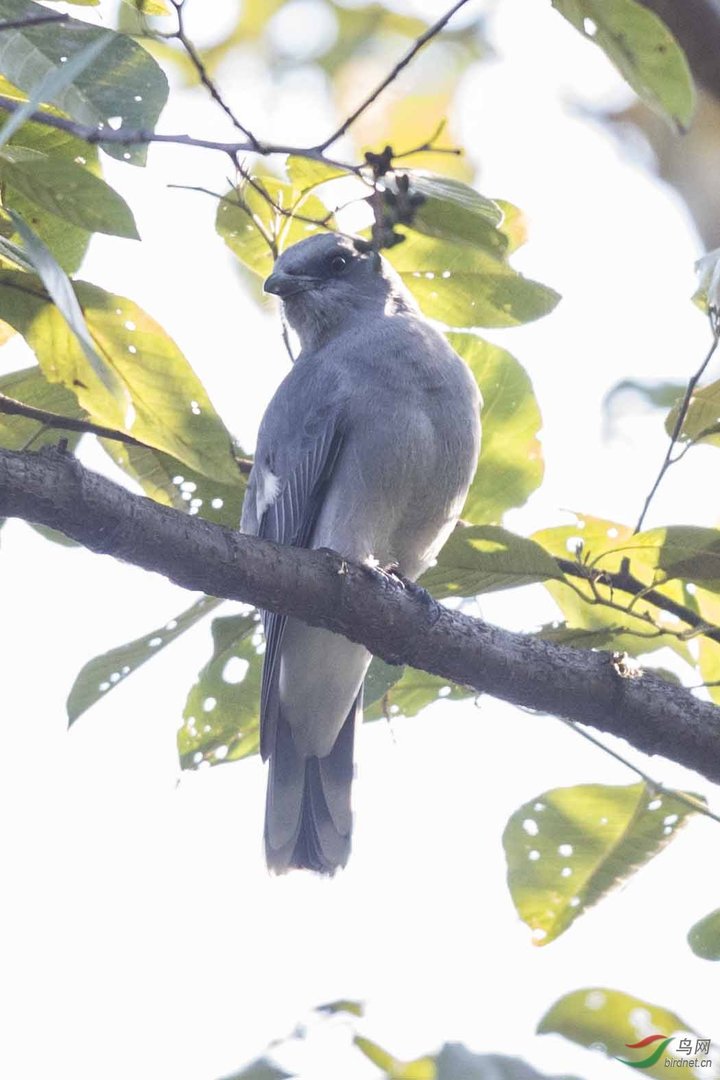 黑头噪鸦的外形特征