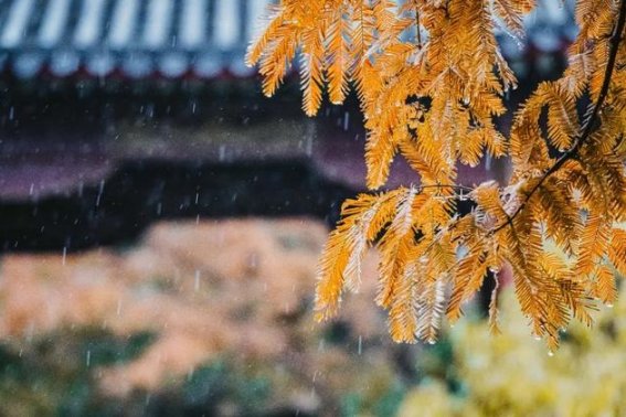 秋雨绵绵的意思是什么