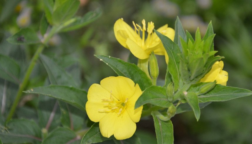 什么食物含黄花草油酸多？