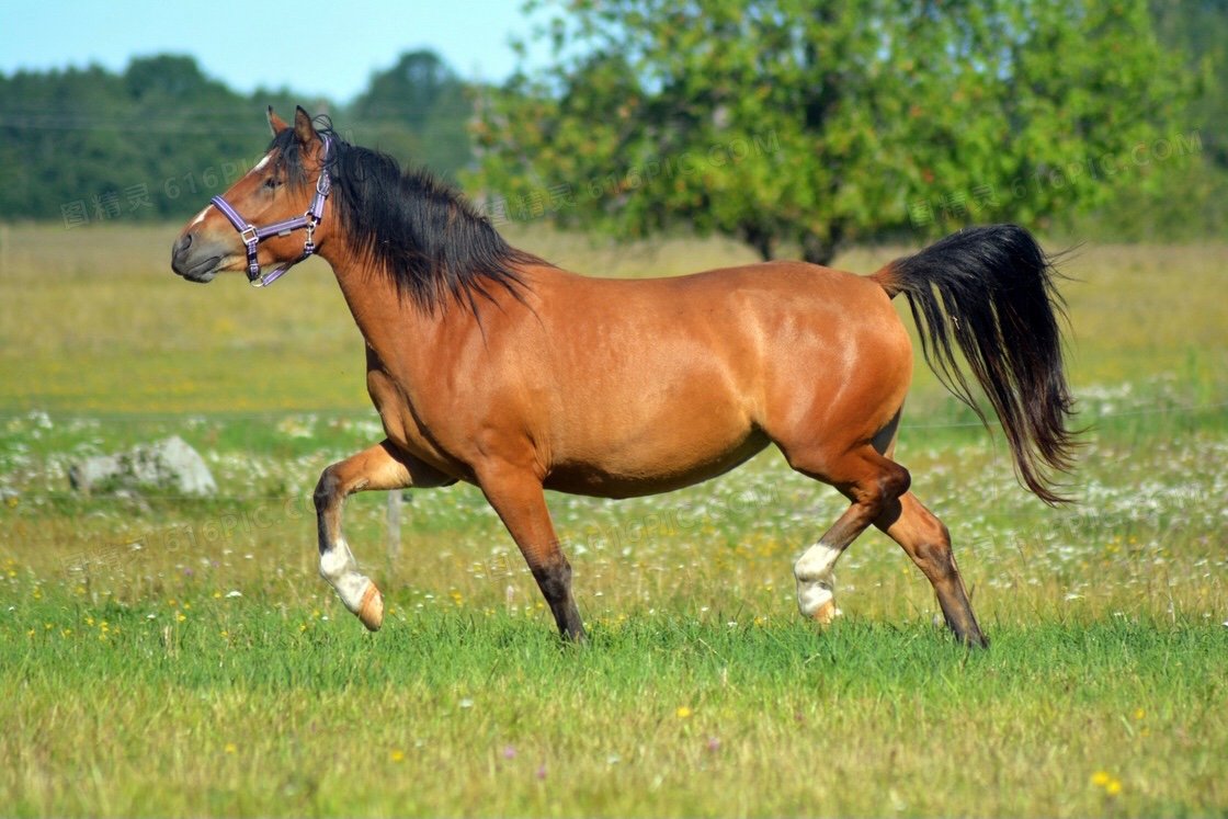 令打一个生肖动物数字