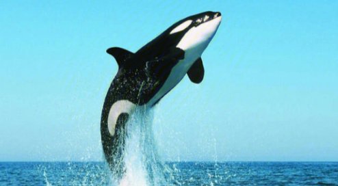 虎鲸的资料有哪些