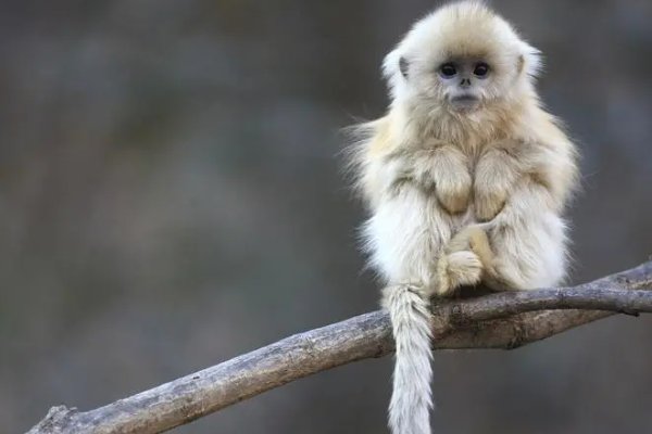 掉以轻心正确生肖