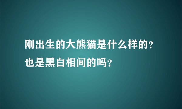 刚出生的大熊猫是什么样的？也是黑白相间的吗？