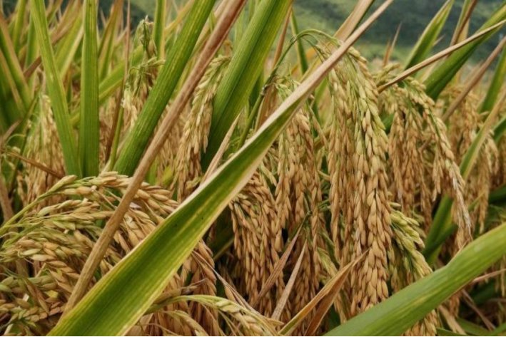 袁隆平的主要事迹简介