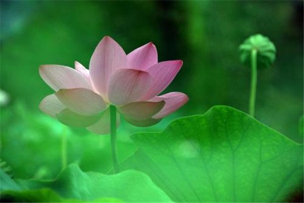 夏天来了补充完整句子