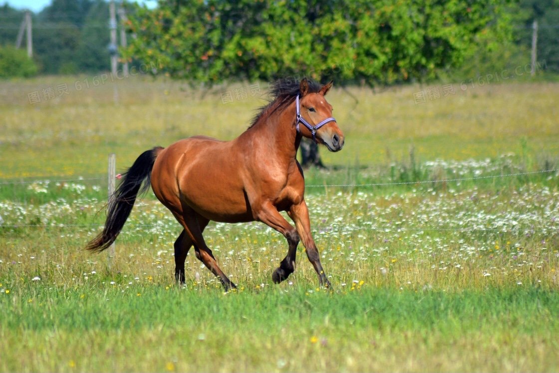 令打一个生肖动物数字