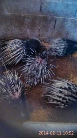 云南豪猪的外形特征