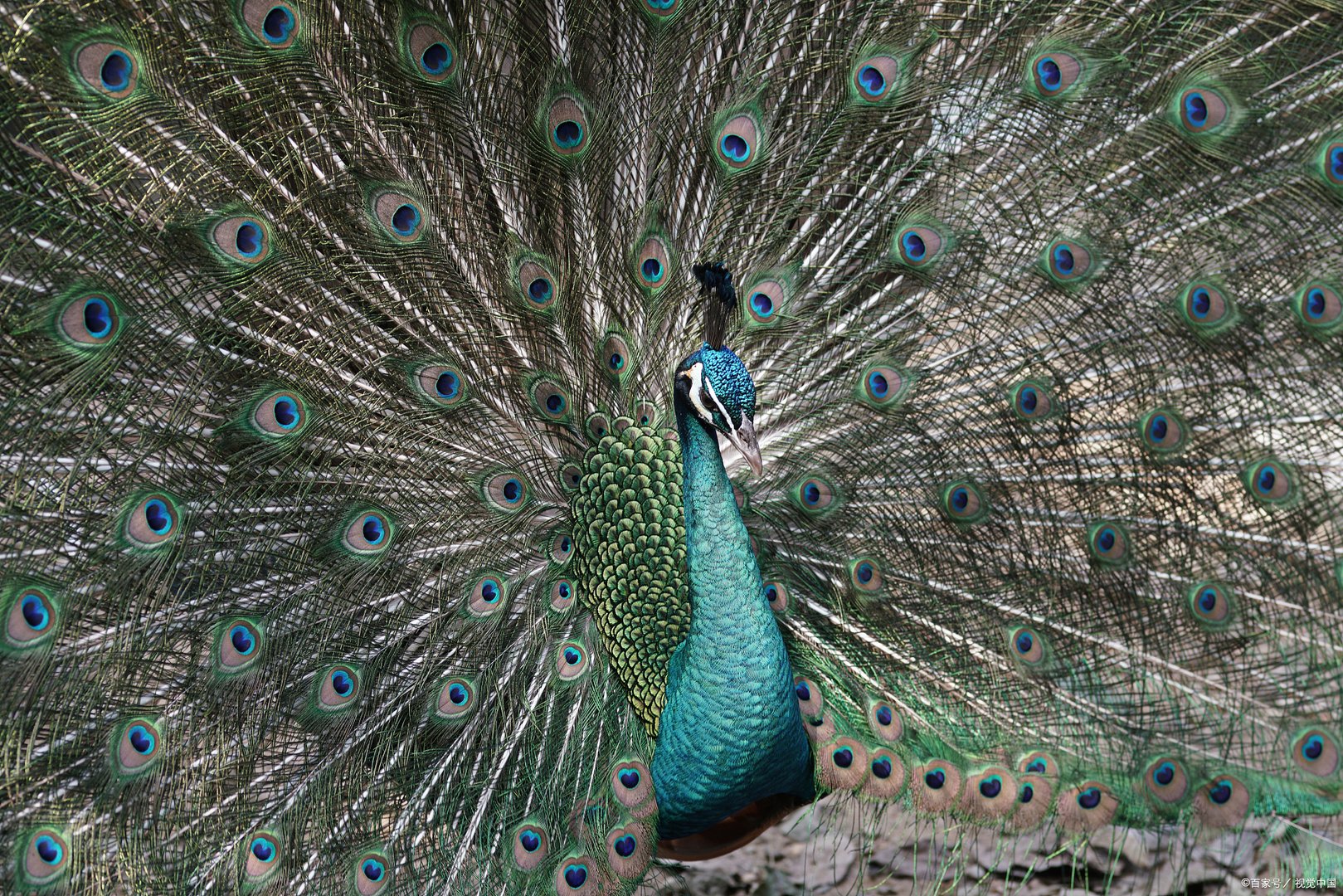 比大熊猫还珍稀的绿孔雀有多美？这种绿孔雀为何这么珍贵？