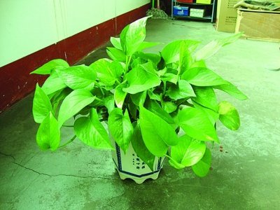 观音家养的熊的目前章节