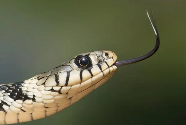 黎民百姓指什么肖