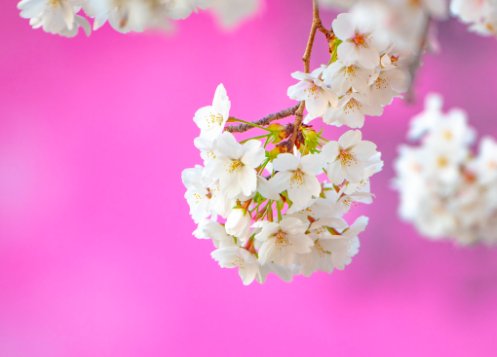 桃月指的是几月