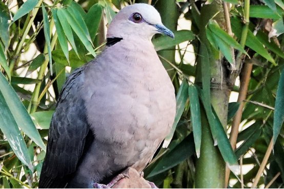 飞禽走兽的意思怎么解释