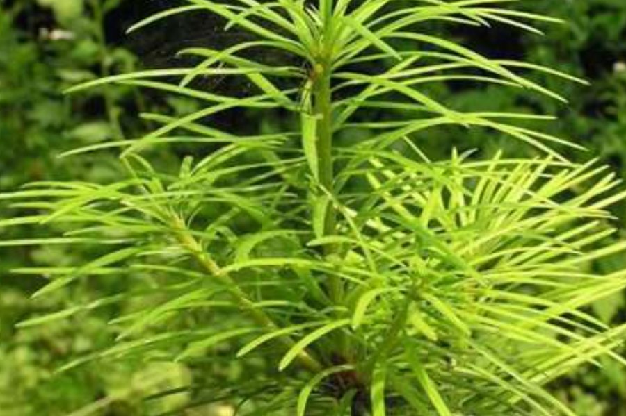 我国珍稀动植物有哪些?