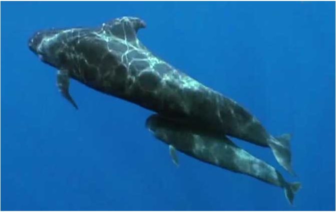 领航鲸之所以能领航什么